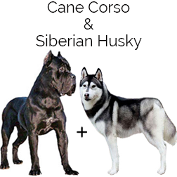 Siberian Corso Dog